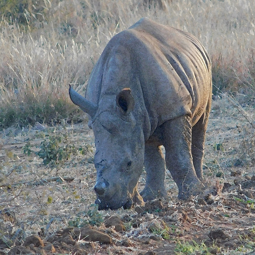 Daughters Photos White Rhino 2
